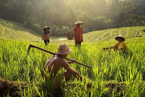 Bali Discovery & Nature Tour – 7 Days 6 Nights Economy Package