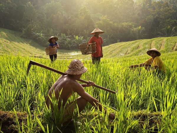 Bali Discovery & Nature Tour – 7 Days 6 Nights Economy Package