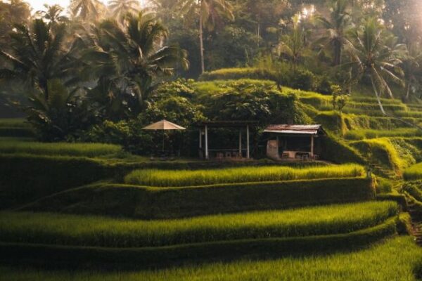 The Heart of Bali – Ubud Full Day Tour