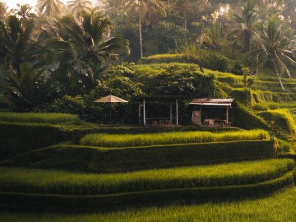 The Heart of Bali – Ubud Full Day Tour